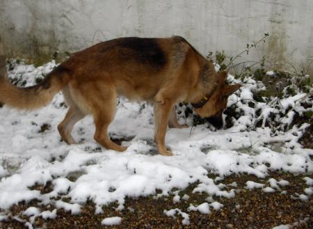 De la neige ce matin !
