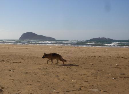 Lobo on the beach � Cap de L'Eau