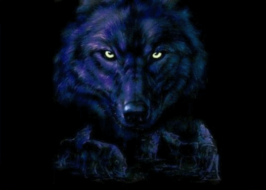 Golden Eyes Wolf
