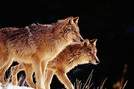 Two Wolves