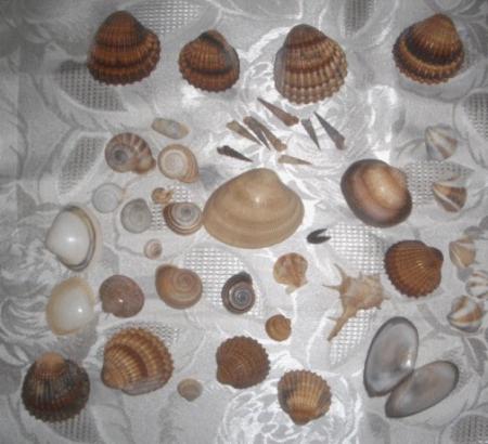 Coquillages