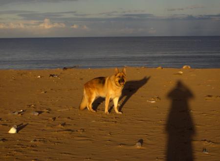 Jamais sans mon chien !