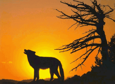 Horoscope Am�rindien